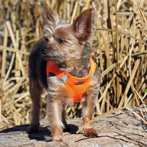 American River Ultra Choke-Free Mesh Dog Harness - Hunter Orange