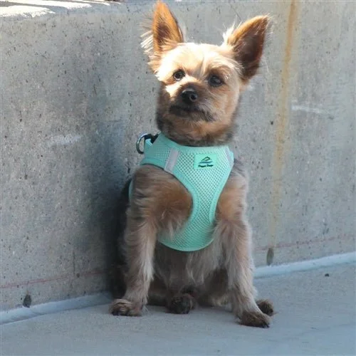 American River Ultra Choke-Free Mesh Dog Harness - Teal