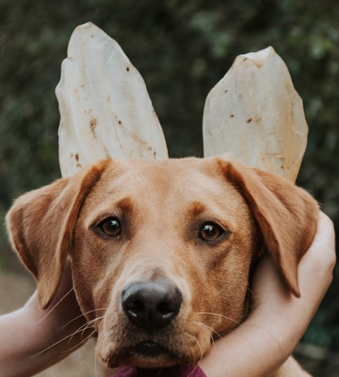 ANCO Naturals Cow Ears Dog Chew