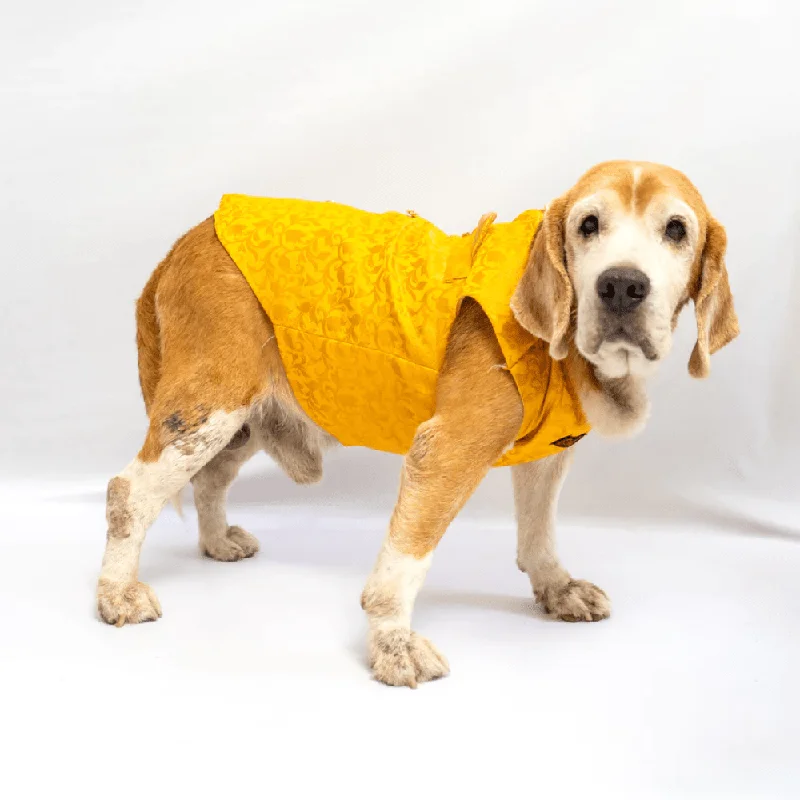 Pawgypets Sherwani for Dogs and Cats (Yellow)